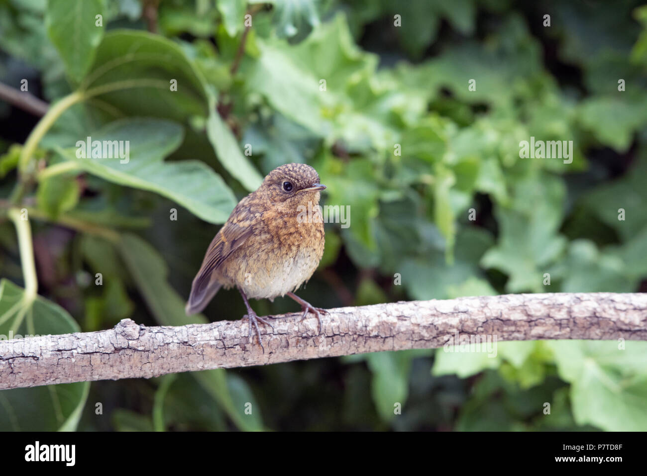 Junge Rotkehlchen, Erithacus rubecula, auf Zweig Stockfoto