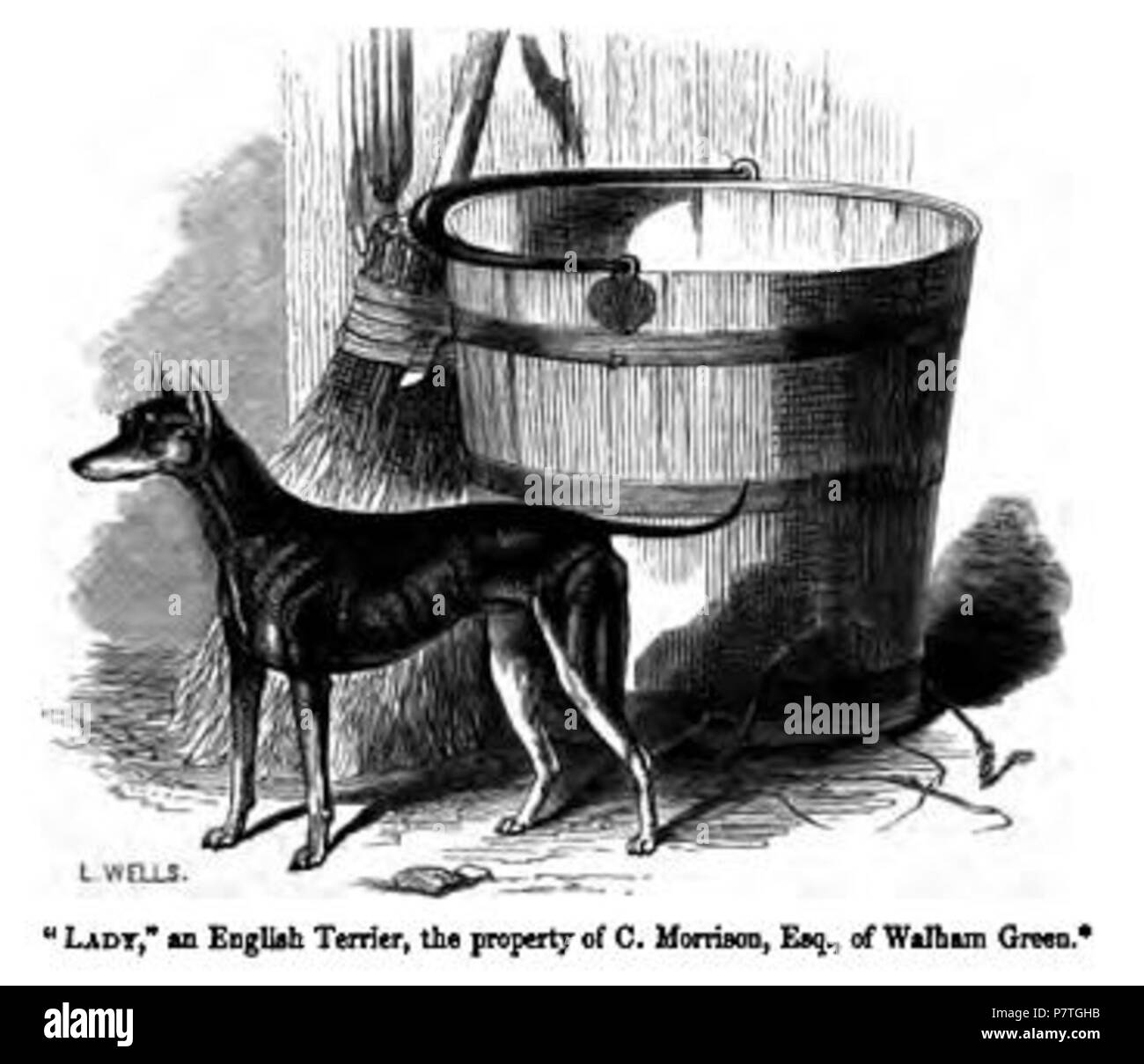 Old English Terrier. 1859 2 073. Englisch Terrier Stockfoto