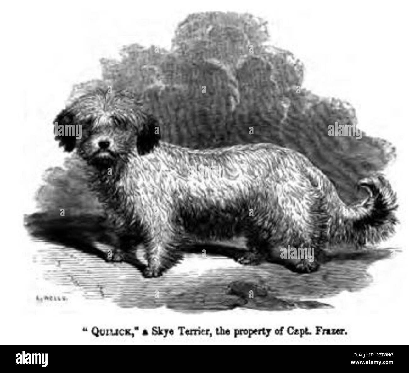 Skye Terrier. 1859 2 080. Skye Terrier Stockfoto