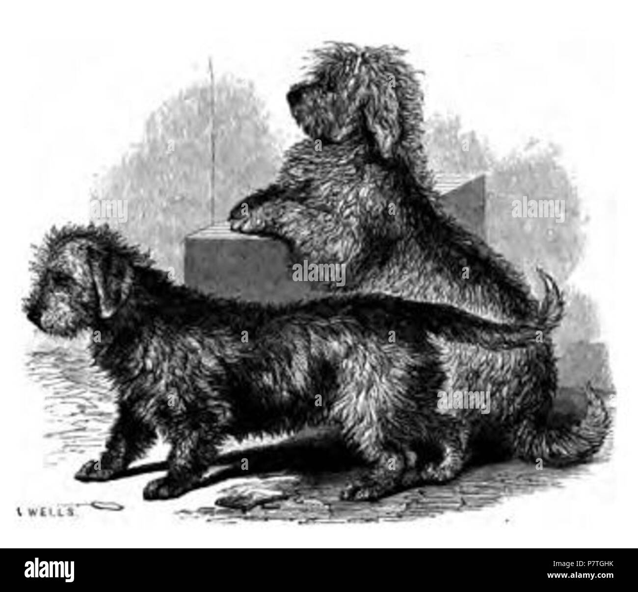 Dandie Dinmont Terrier. 1859 2 077. Dandie Dinmont Stockfoto