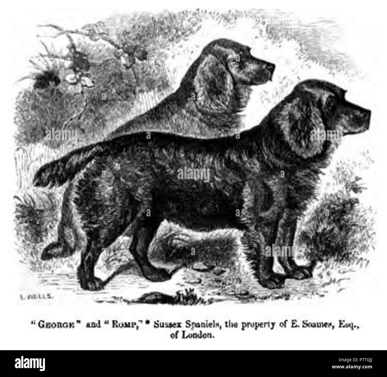 Sussex Spaniel. 1859 2 108. Sussex Spaniel Stockfoto