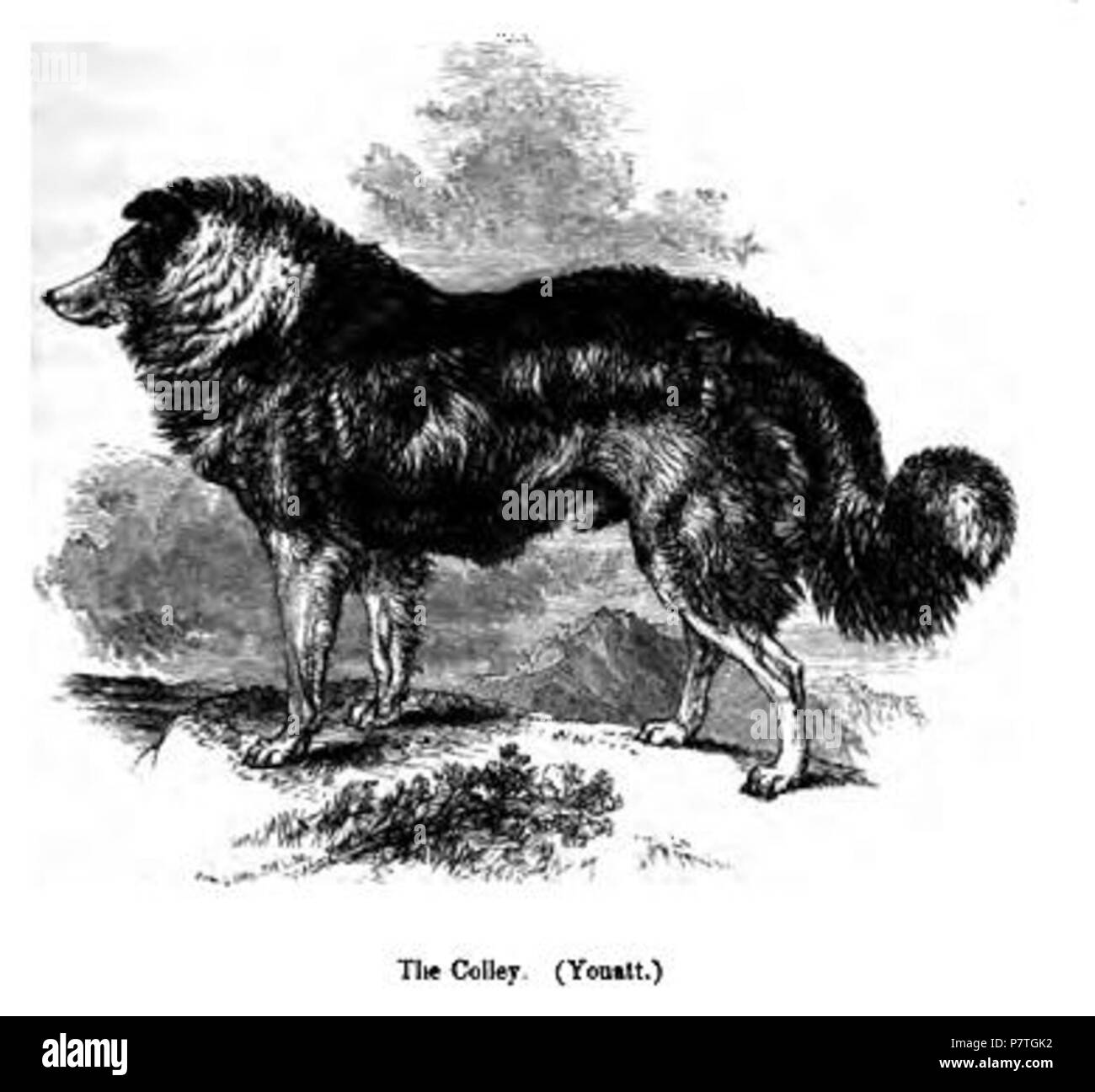 Englisch: Scotch Schaf, Hund oder Colley (collie). 1859 2 119. Colley Stockfoto