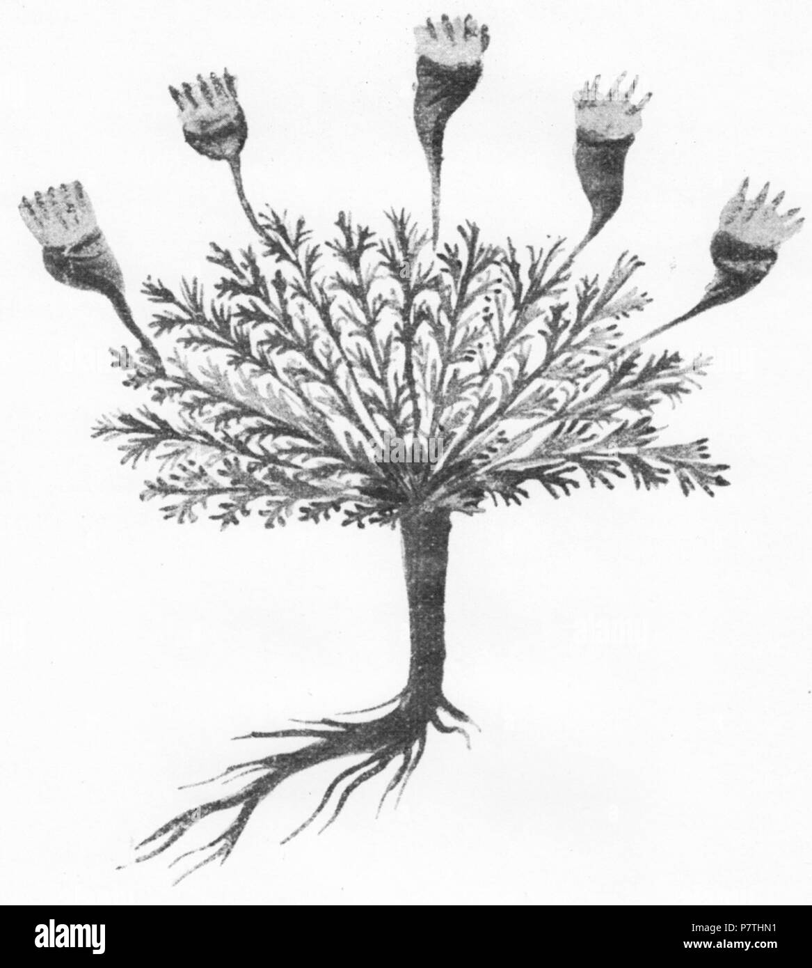 12 Achillea Leiden Stockfoto