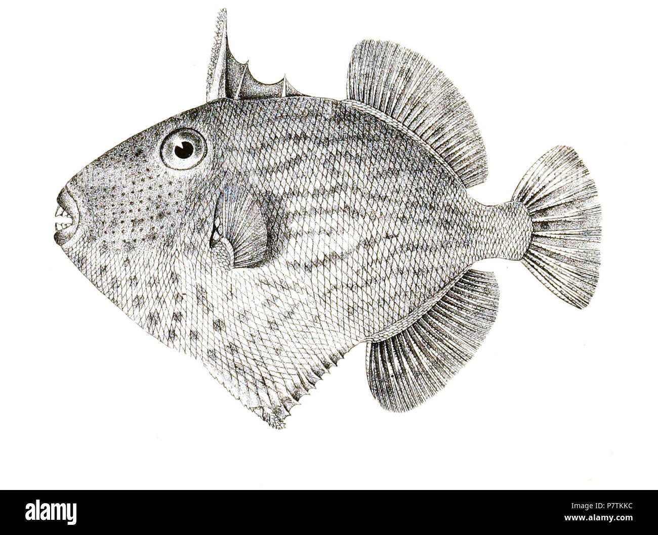 Pseudobalistes fuscus Syn. Balistes fuscus Die Namen der Arten/Identität notwendig Überprüfung - ursprünglichen Namen von der Platte sind hier enthalten. Die ursprüngliche Platten zeigten die Fische nach rechts und hier gedreht wurden. Balistes fuscus. 1878 32 Balistes fuscus Achilles 178 Stockfoto