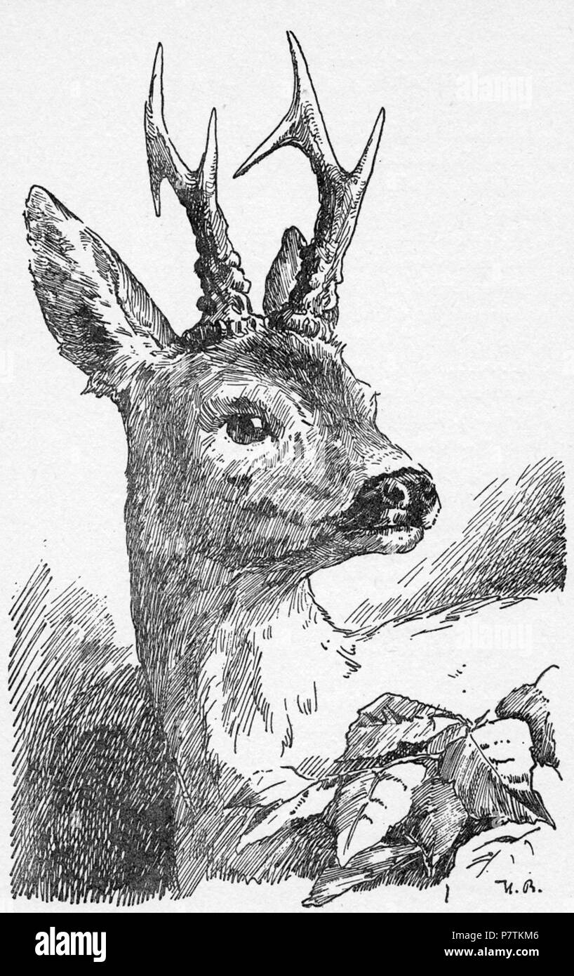 Englisch: Zeigt den Charakter von "Bambi" von Felix Salten ist Bambi Romane. 1940 32 Bambi-Hans - Bertle Stockfoto