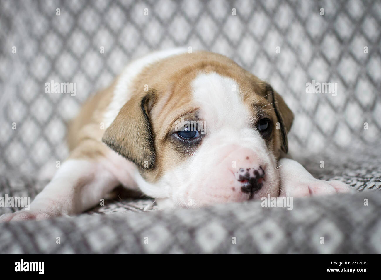 Bulldogge Welpen Stockfoto