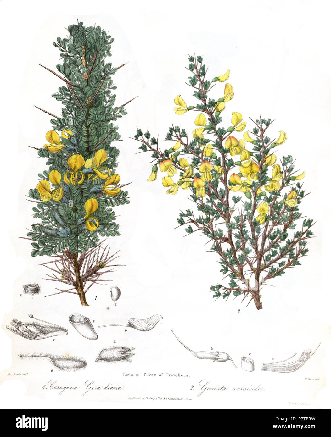 Caragana gerardiana, Genista versicolor. 1839 60 CaraganaGenistaRoyle Stockfoto