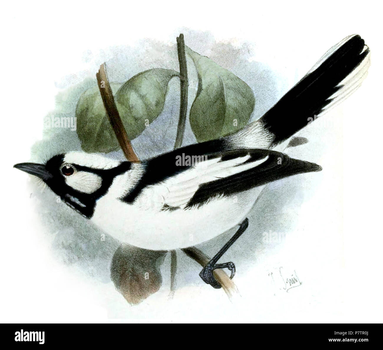 Monarcha castus = Carterornis pileatus castus S. L. Sclater, 1883 Englisch: Loetoe Monarch. 1883 61 Carterornis pileatus Smit Stockfoto