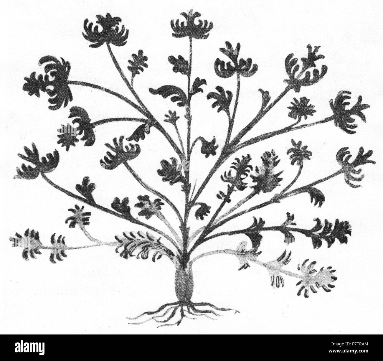 63 Cerefolium Pseudo-Apuleius Stockfoto