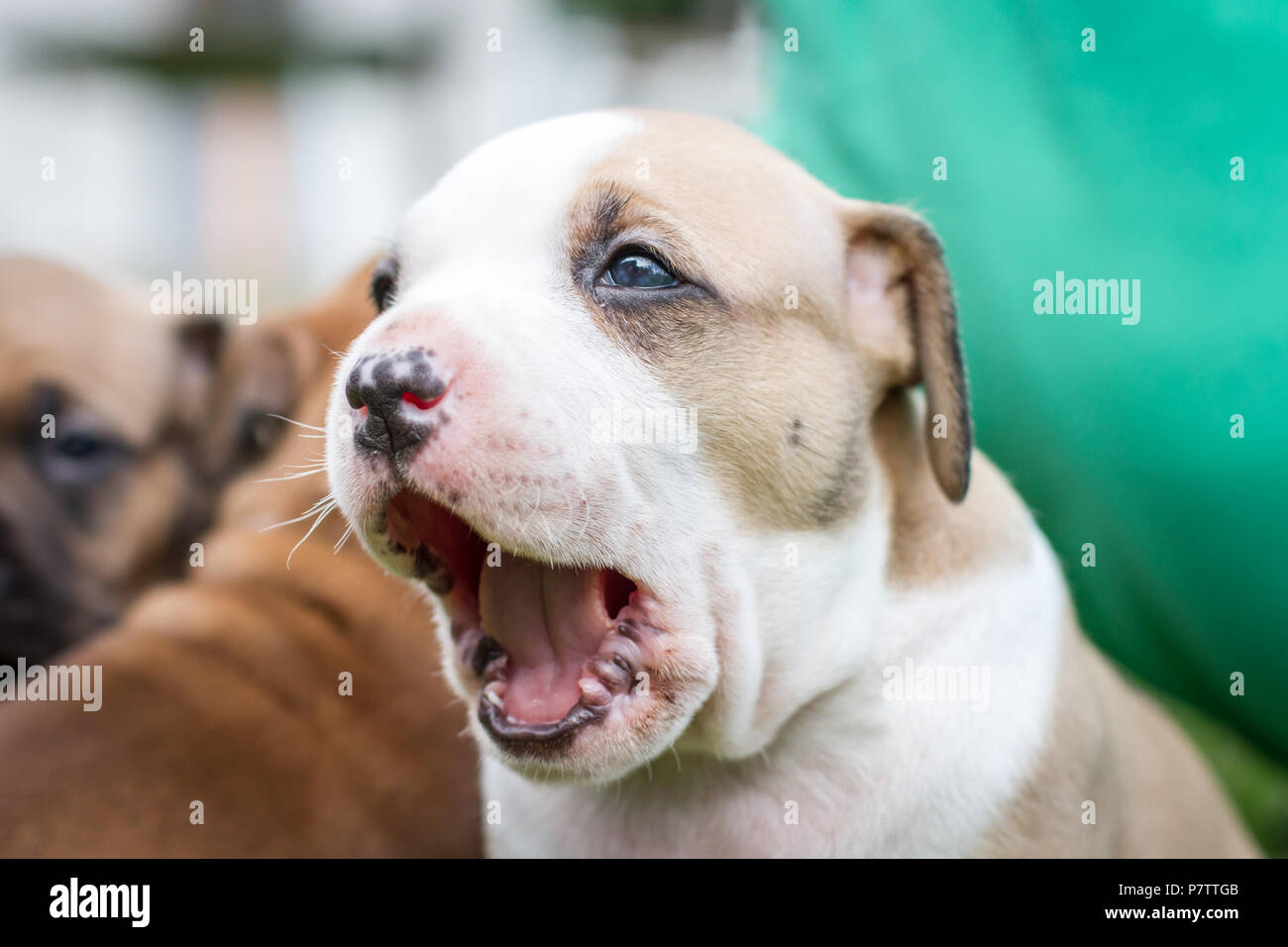 Bulldogge Welpen Stockfoto