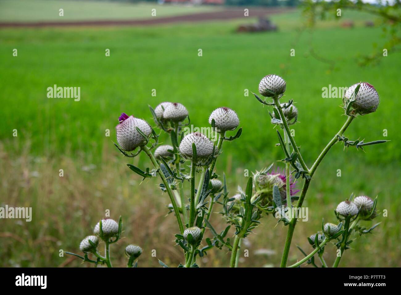 Lila Distel wächst wild an der Seite eines Feldes in Ungarn Stockfoto