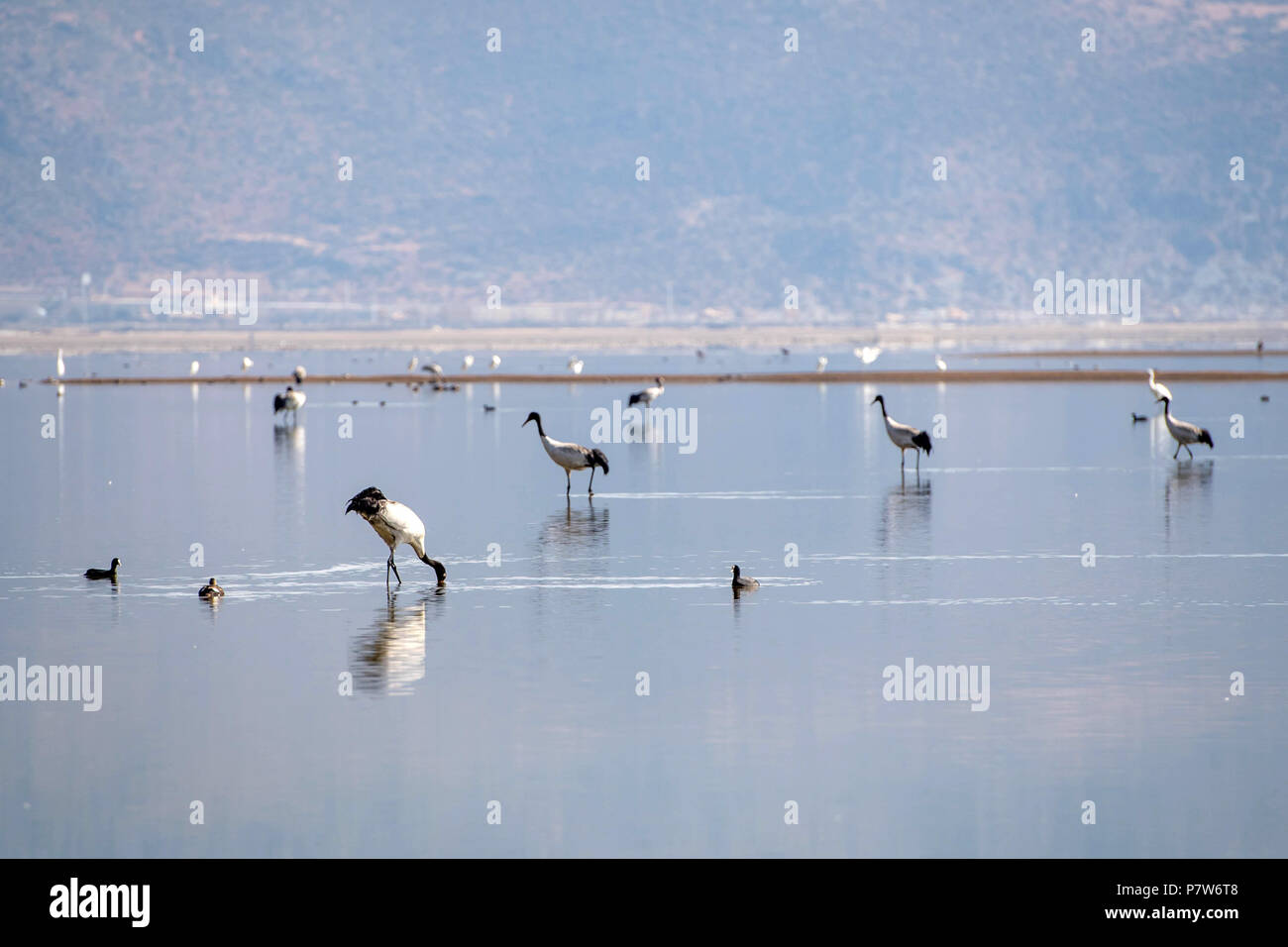 Peking, China. Vom 8. Juli 2018. Black-necked Kraniche und andere Vögel Rest am Napahai Naturschutzgebiet in Shangri-la, im Südwesten der chinesischen Provinz Yunnan, 11. März 2018. China, mit einem Feuchtgebiet von 53,6 Millionen Hektar, den ersten Platz in Asien und den vierten Platz in der Welt, offizielle Daten zeigten. Die Statistiken wurden von der nationalen Forst- und Grasland Administration im Eco Forum Globale jährliche Konferenz freigegeben im Südwesten Chinas Provinz Guizhou statt. China hat 57 Feuchtgebiete von internationaler Bedeutung, 602 Feuchtgebiet Naturschutzgebiete und 898 nationalen Wetland Parks, ein Stockfoto