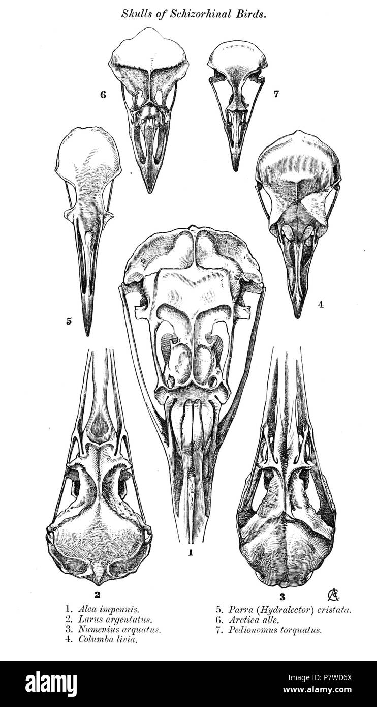 Alca impennis=Pinguinus impennis (Linnaeus, 1758) Larus argentatus = Larus argentatus Pontoppidan, 1763 Numenius arquatus [sic]=Numenius arquata (Linnaeus, 1758) Columba livia = Columba livia J. F. Gmelin, 1789 Parra (Hydralector) cristata = Irediparra gallinacea (Temminck, 1828) oder Metopidius indicus (Latham, 1790) Arctica alle=Alle Alle (Linnaeus, 1758) Pedionomus torquatus=Pedionomus torquatus Gould, 1841 Englisch: Schädel von schizorhinal Vögel: Riesenalk, von der ventralen Silbermöwe, von dorsal Eurasian Curlew, von dorsal Rock Dove, von dorsal Kamm-Crested Jacana oder Bronze winged Jaca Stockfoto