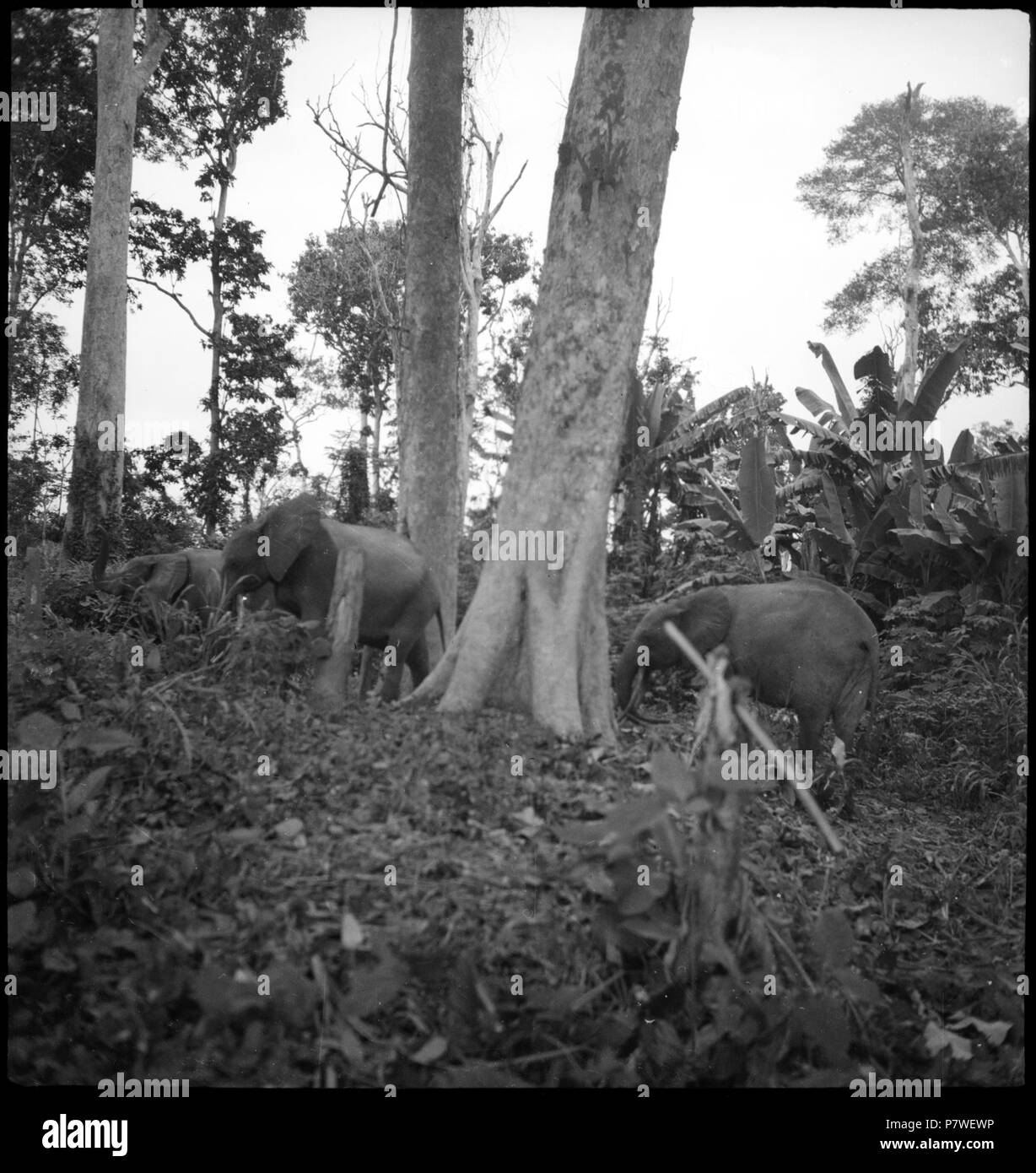 Belgisch-Kongo: Elefanten bei Aketi; Elefantenherde im Urwald von Mai 1941 bis März 1942 67 CH-NB-Belgisch-Kongo-Elefanten bei Aketi - Annemarie Schwarzenbach - SLA-Schwarzenbach-A -5-25-057 Stockfoto