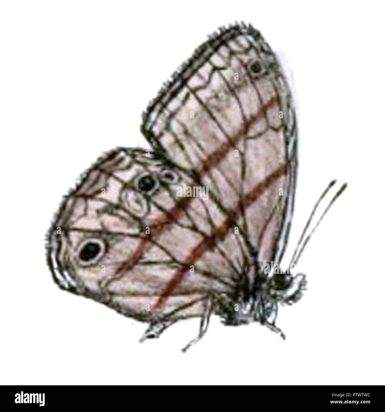 92 Cissia terrestris Stockfoto