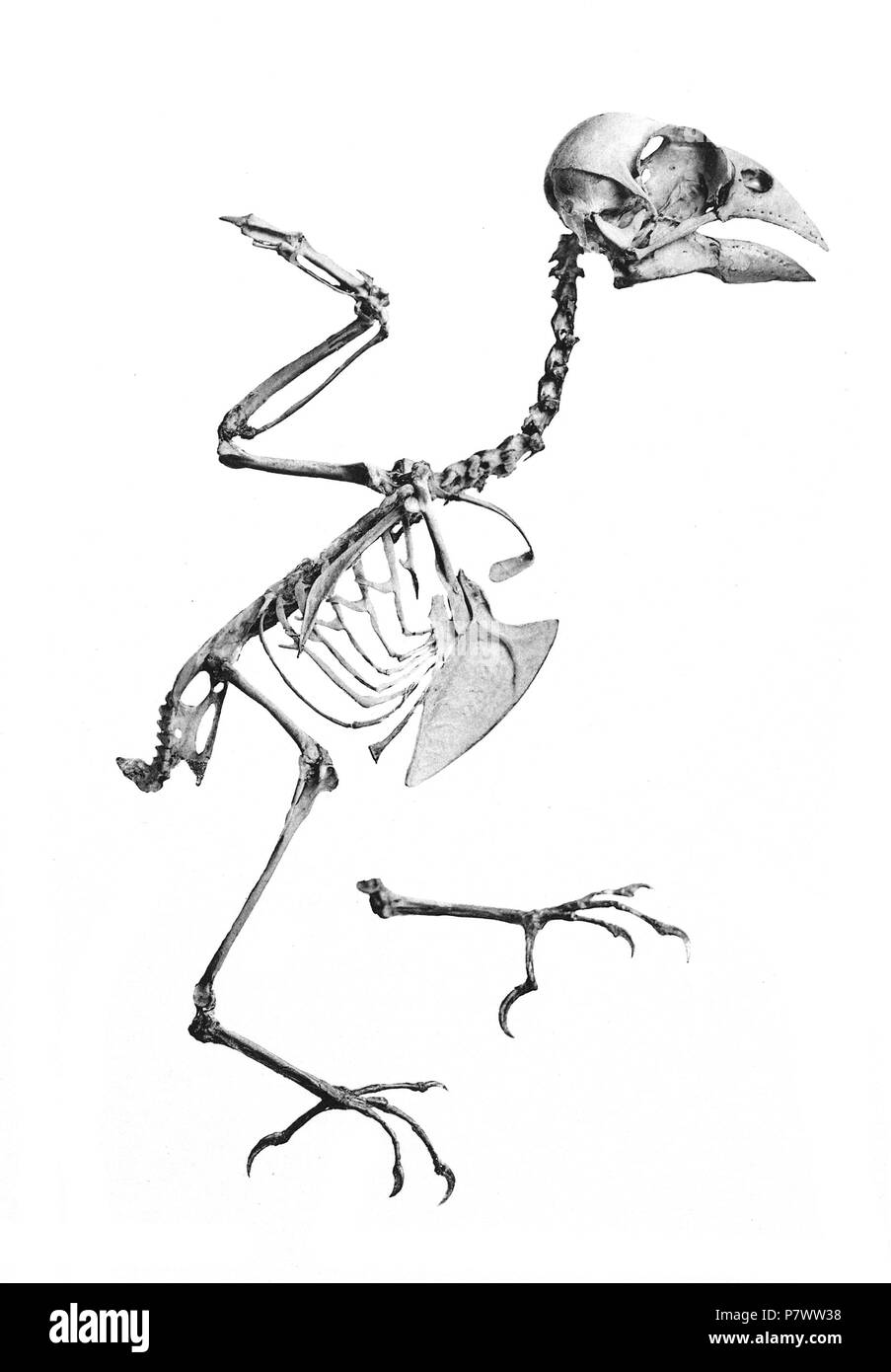 Vogel Skelette. = Coccothraustes coccothraustes Coccothraustes vulgaris. 1897 93 Coccothraustes vulgaris 196 Stockfoto