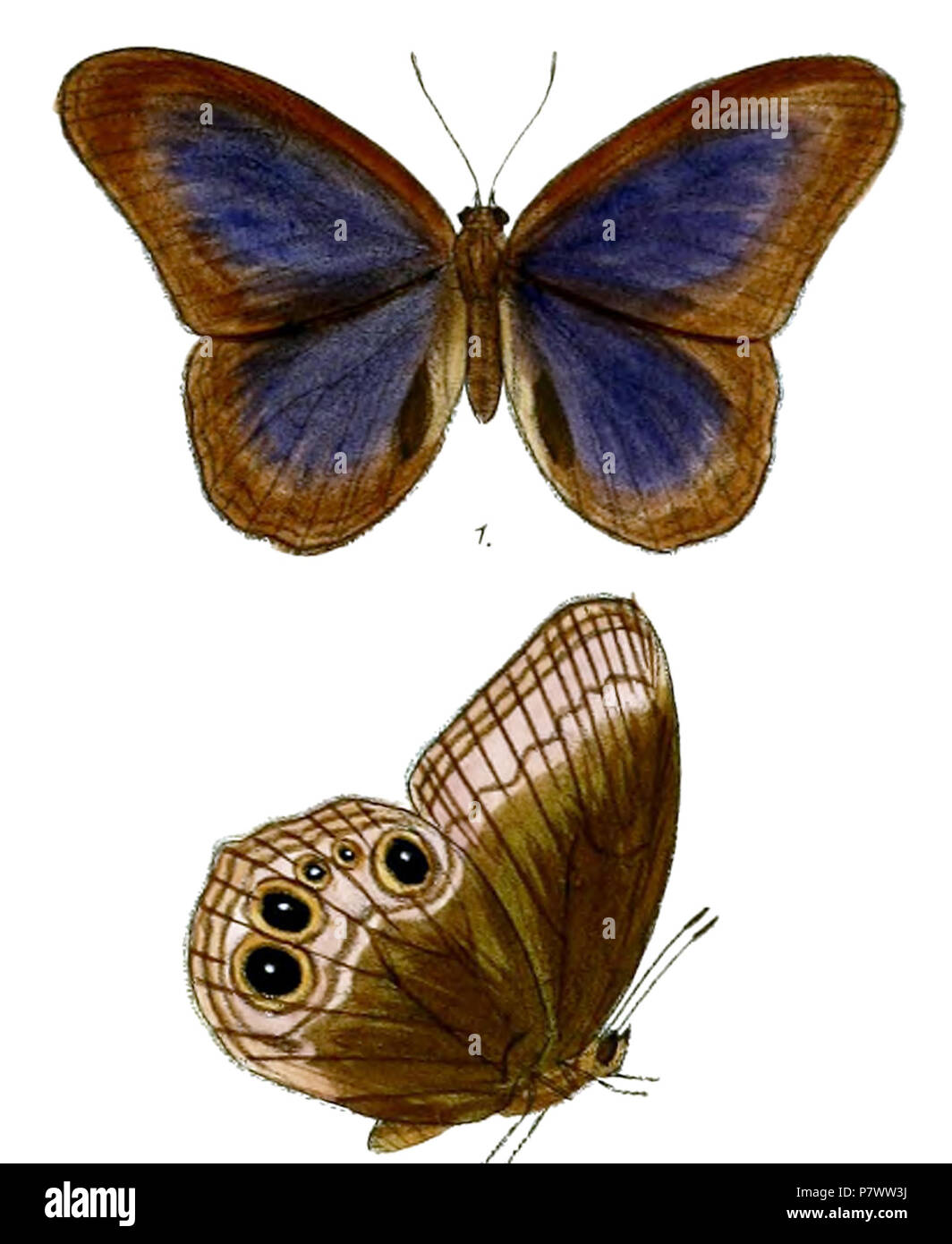 Adamsoni Coelites=Coelites nothis adamsoni. 1890 93 CoelitesAdamsoni 75 1. Stockfoto