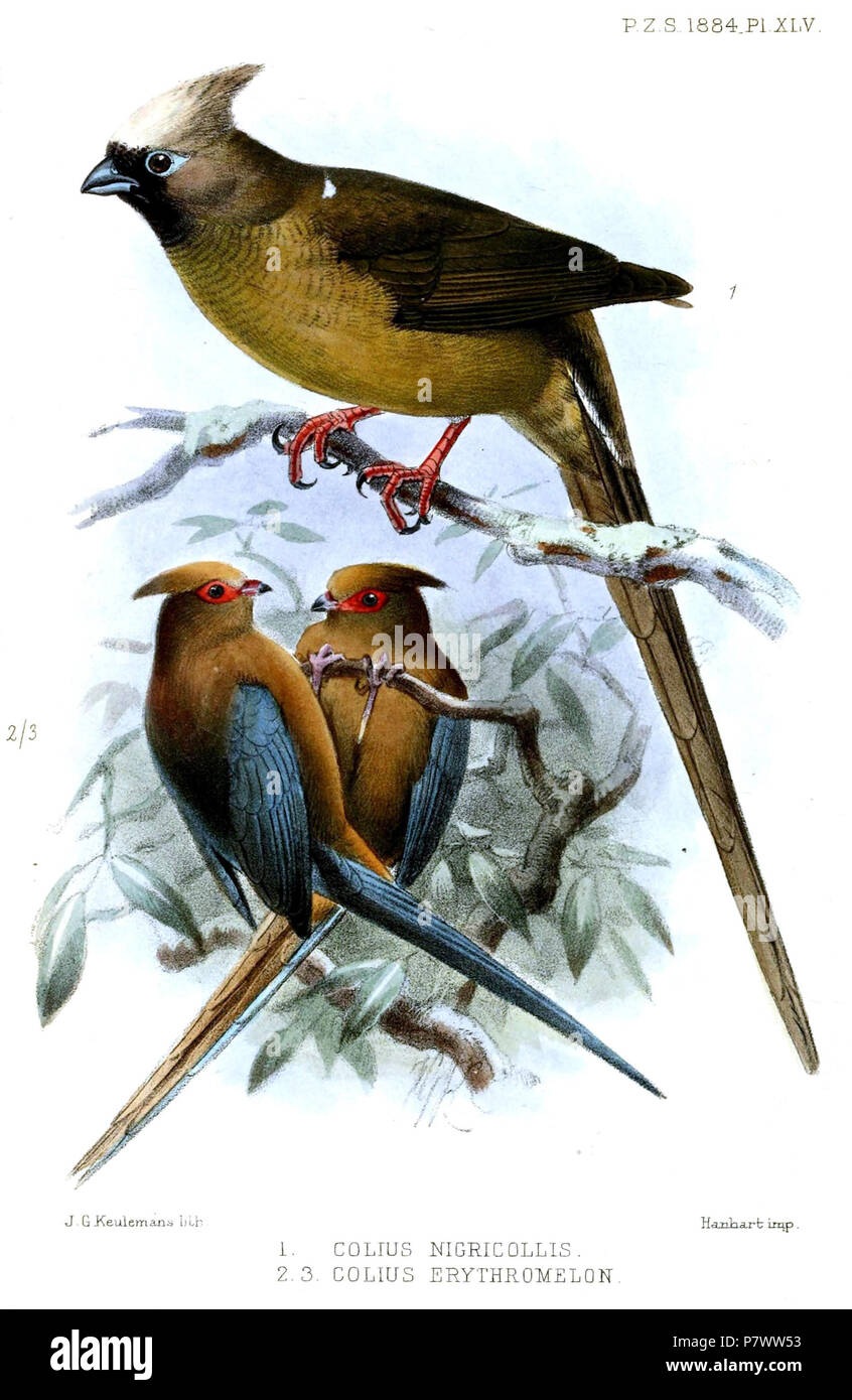 1. (Top) Colius Colius striatus nigricollis nigricollis=Vieillot, 1817 2., 3. (Unten) Colius erythromelon = Urocolius indicus Indicus (Latham, 1790) Englisch: speckled Mousebird, Erwachsene (oben); Red-faced Mousebird, Erwachsene (unten). 1884 (veröffentlicht 1885) 94 ColiusKeulemans Stockfoto