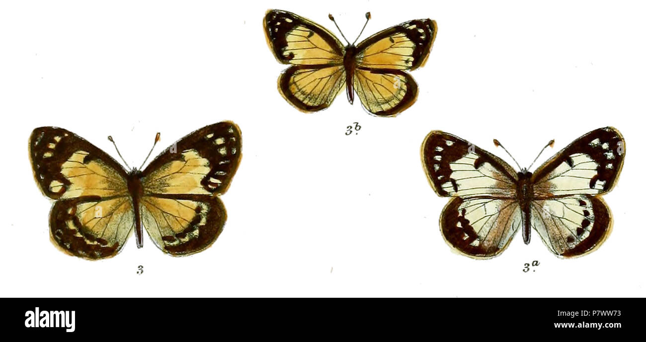 95 ColotisModestusFitch Stockfoto