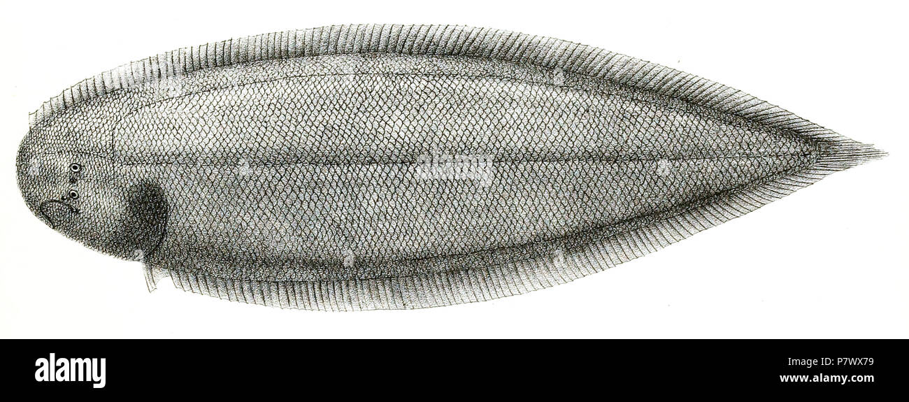 Cynoglossus bilineatus Syn. C. quinquelineatus Die Namen der Arten/Identität notwendig. Die ursprüngliche Platten zeigten die Fische nach rechts und hier gedreht wurden. Cynoglossus quinquelineatus. 1878 101 Cynoglossus quinquelineatus Mintern 98 Stockfoto