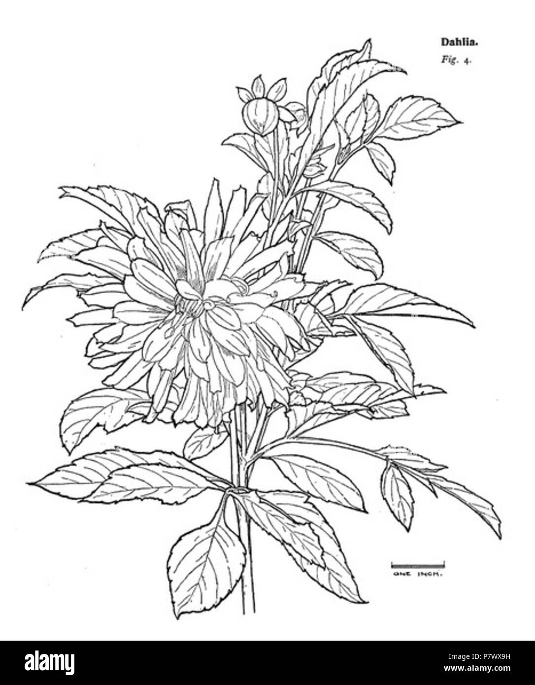 Englisch: die Zeichnung eines Dahlia von Townsend, William George Paulson (1901). Pflanzen und Blumen Studien für Designer, Art Studenten und Handwerker. London, New York: Truslove, Hanson & Comba.[14] (2005 von Dover Kunstunterricht nachgedruckt und erneut im Jahr 2012 ISBN 9780486148670). 1. Januar 1901 101 Dahlie von William GP Townsend Stockfoto