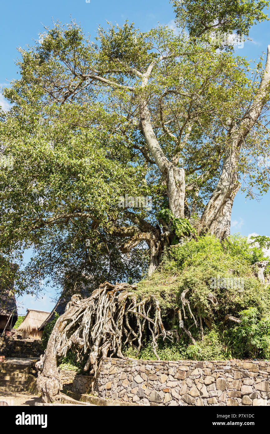 Alten ficus Baum nahe dem Eingang zum Saga megalithischen Dorf (Lio-Stamm), Detusoko, Ost Nusa Tenggara, Indonesien Stockfoto