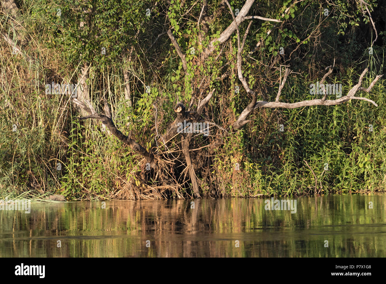 Am Ufer des Okavango Flusses in Namibia Stockfoto