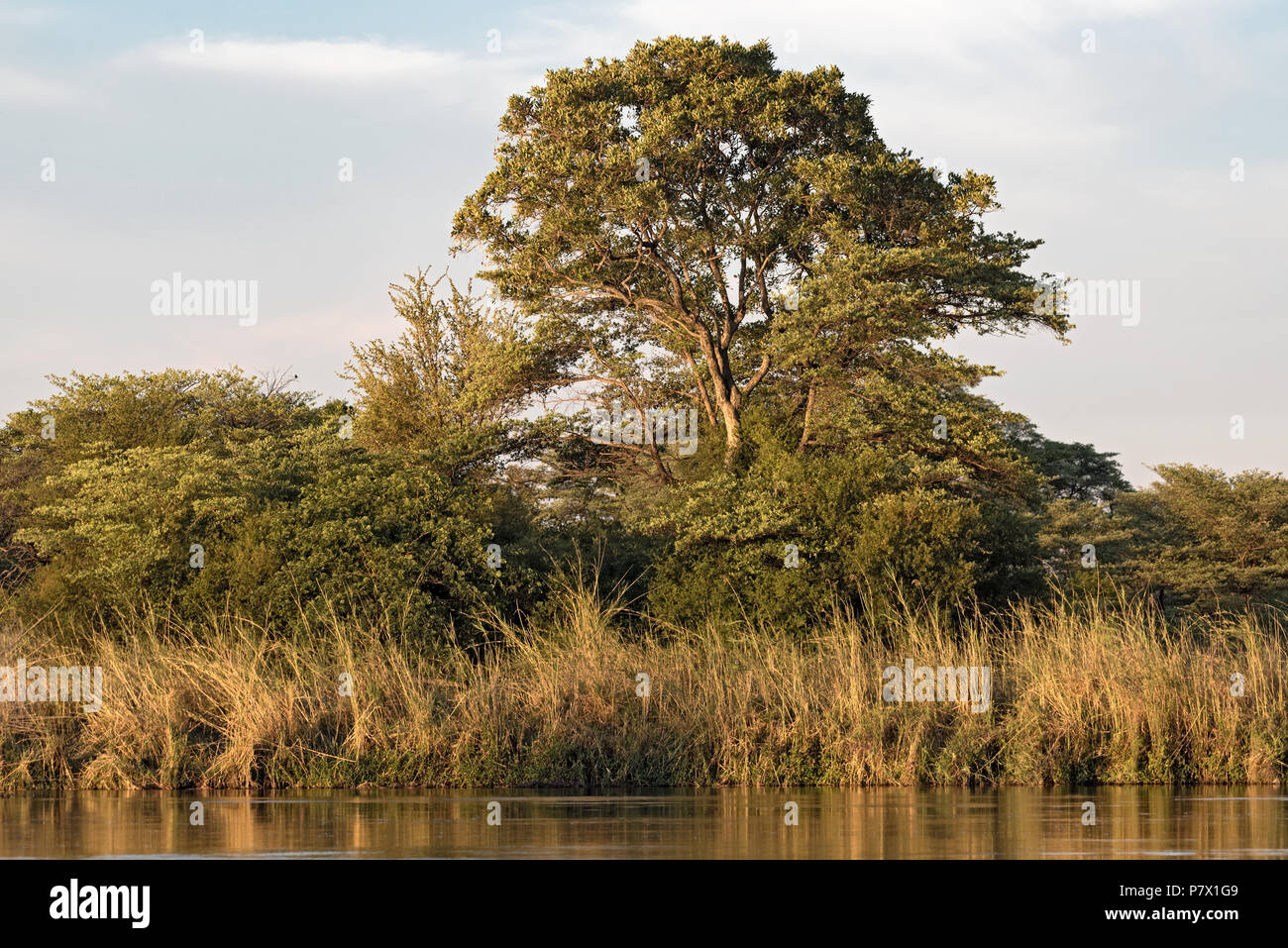 Am Ufer des Okavango Flusses in Namibia Stockfoto