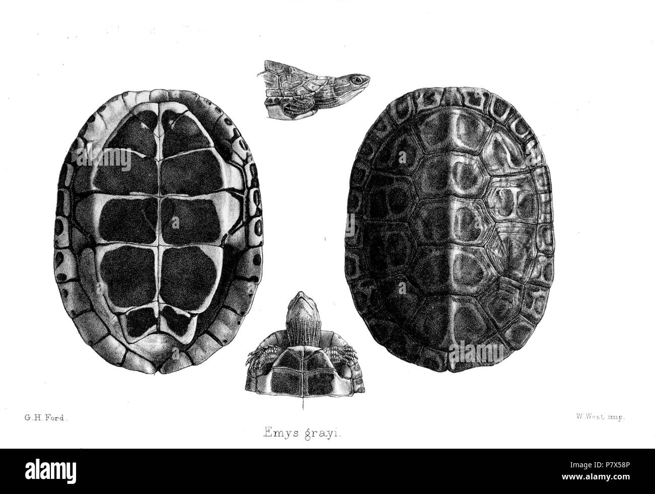 Emys grayi Günther (nicht Boucourt, 1868: Beschäftigt) = Mauremys leprosa Leprosa (Schweigger, 1812) Englisch: Mediterrane Schildkröte, Leiter von lateralen (oben) und ventrale (unten), Plastron aus Ventrale (links) und Panzer aus dorsale (rechts). 1869 (veröffentlicht 1870) 145 EmysGrayiFord Stockfoto