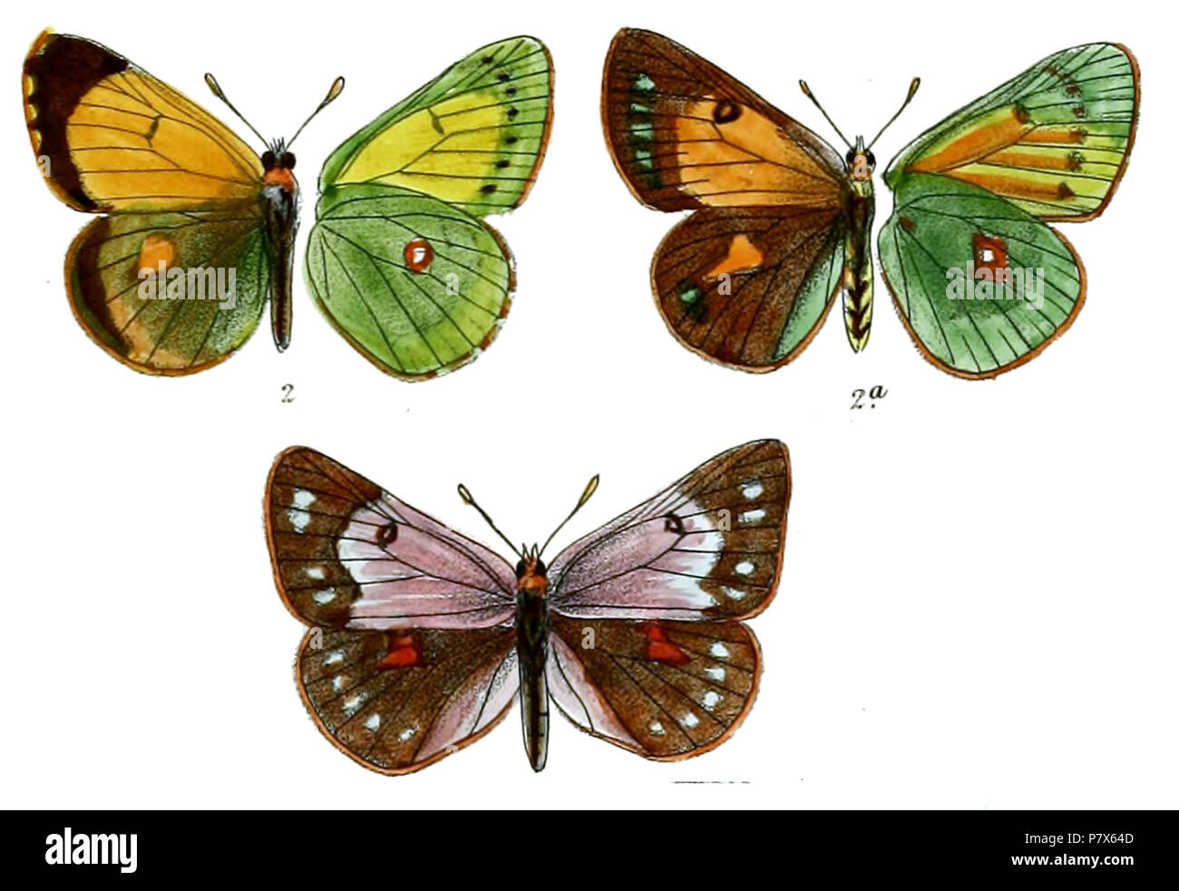 154 EurymusEogeneFitch Stockfoto