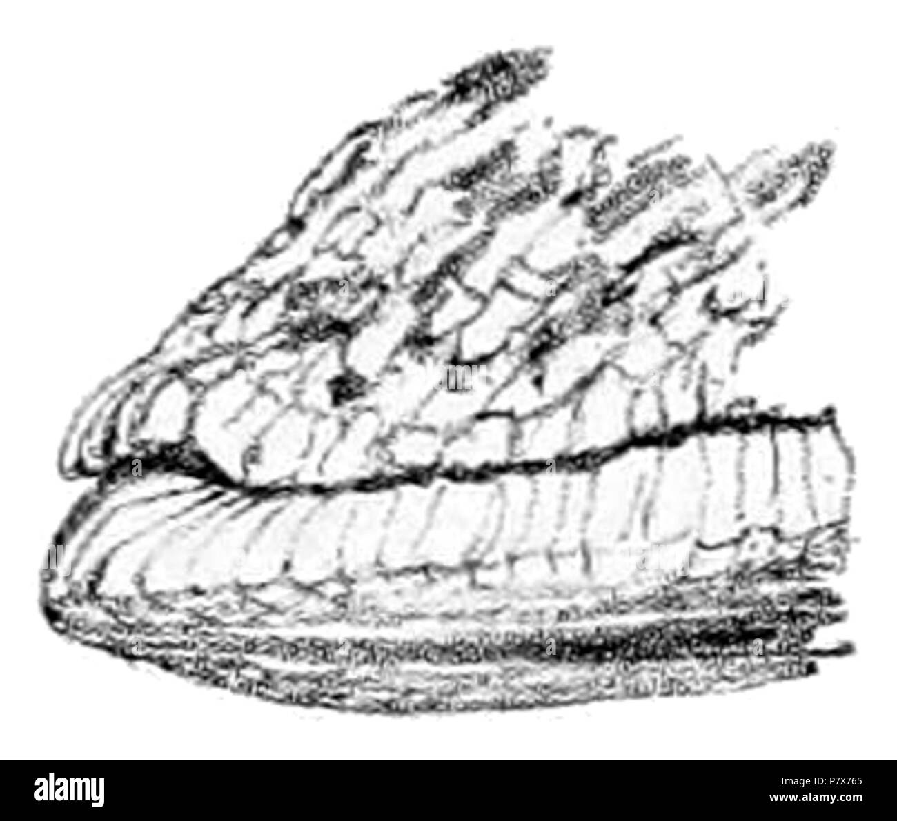 170 Geomalacus Maculosus 6 Stockfoto