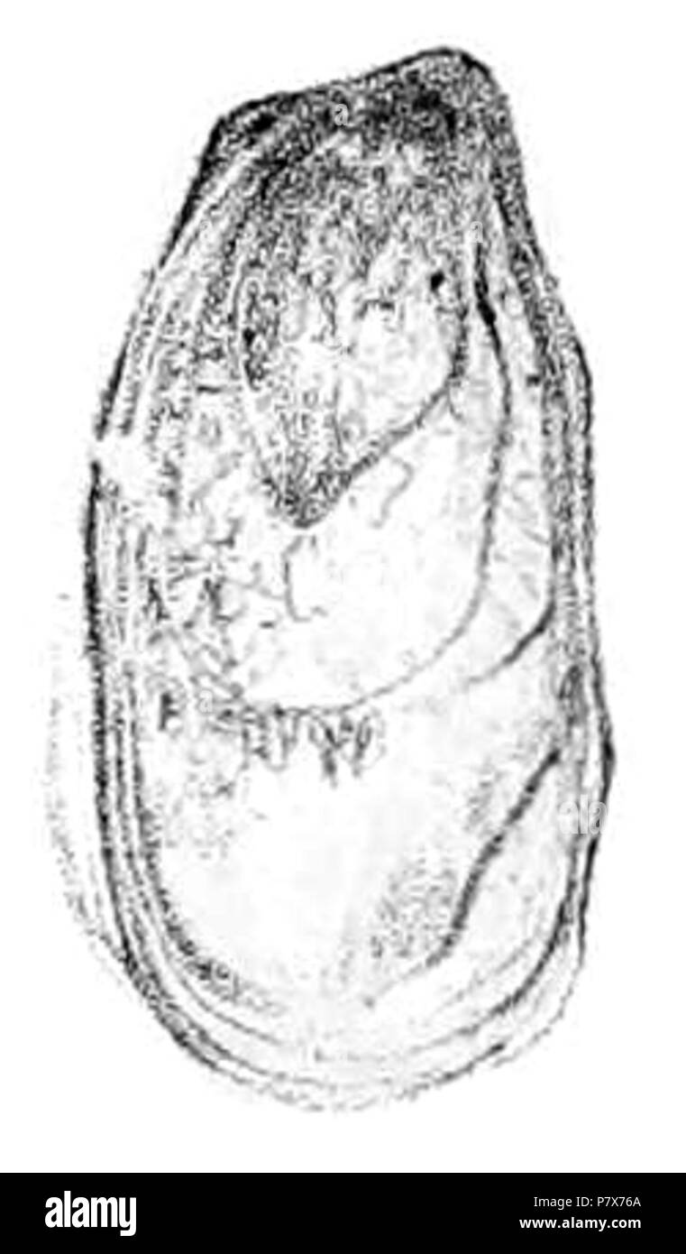 170 Geomalacus maculosus Shell 2 Stockfoto