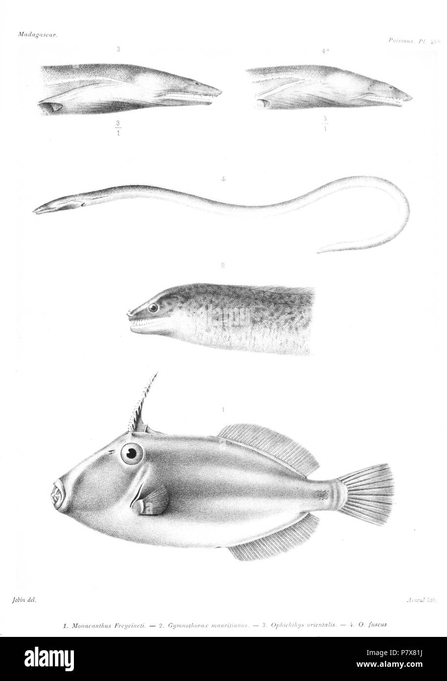 Monacanthus freycineti (jetzt Meuschenia freycineti) Gymnothorax Gymnothorax flavimarginatus mauritianus = Jetzt = jetzt Lamnostoma Ophichthys orientalis orientalis Ophichthys fuscus=Ophichthus sp. (Fisch Name hat sich geändert, bitte helfen Sie der aktuellen abrufen). 1885 175 GrandidierMadagascarFishes 0131 Stockfoto
