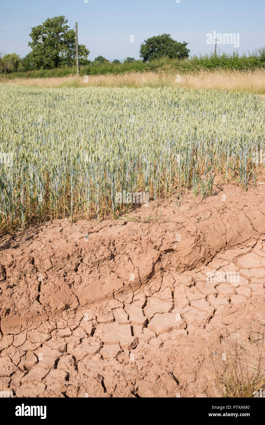 Juli 2018 Sommer dürre in einem Weizenfeld, England, Großbritannien Stockfoto