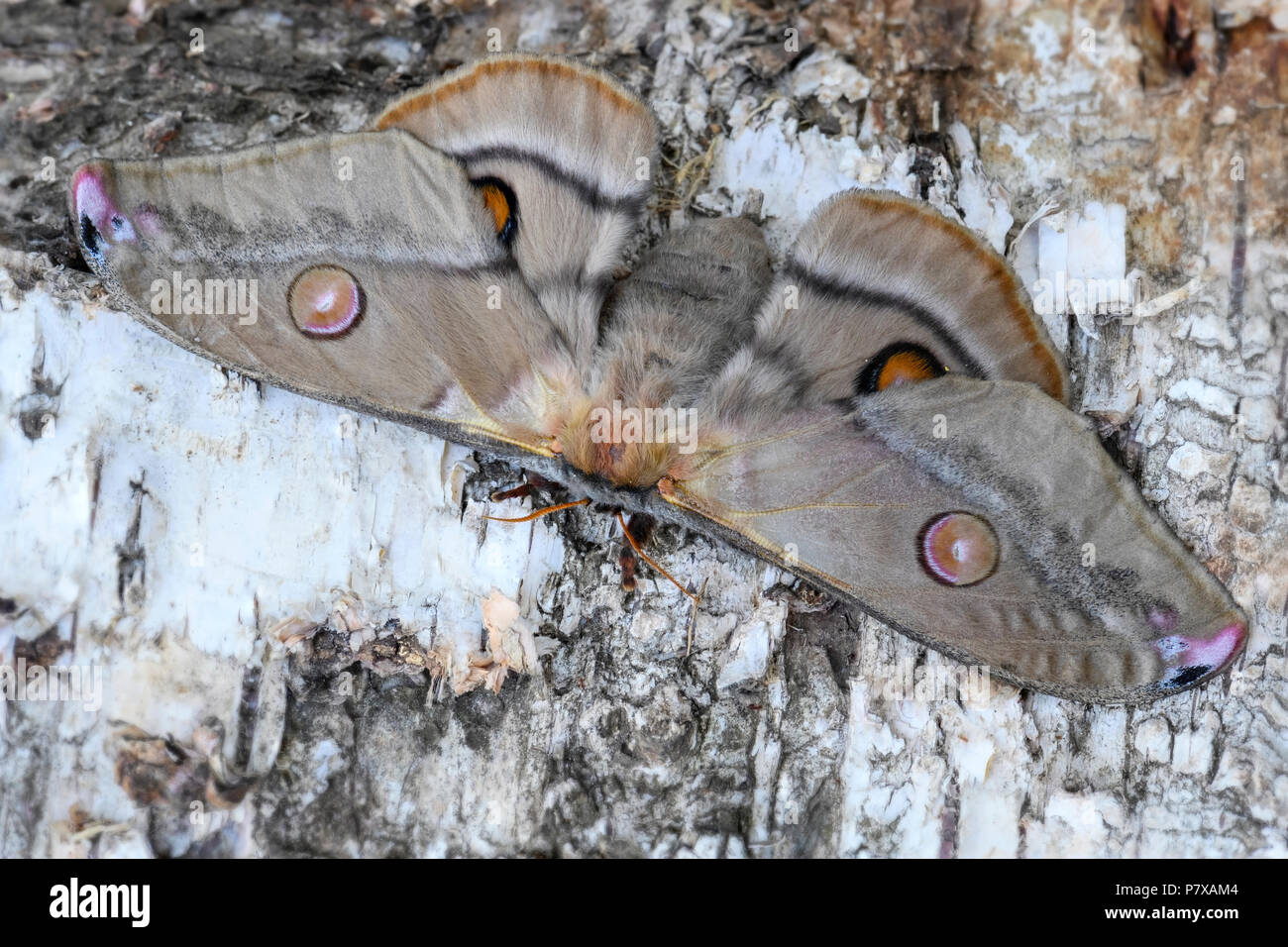 Kaiser Kaugummi Motten Opodiphthera Eukalypten, schöne große Motte aus dem Australischen Wälder. Stockfoto