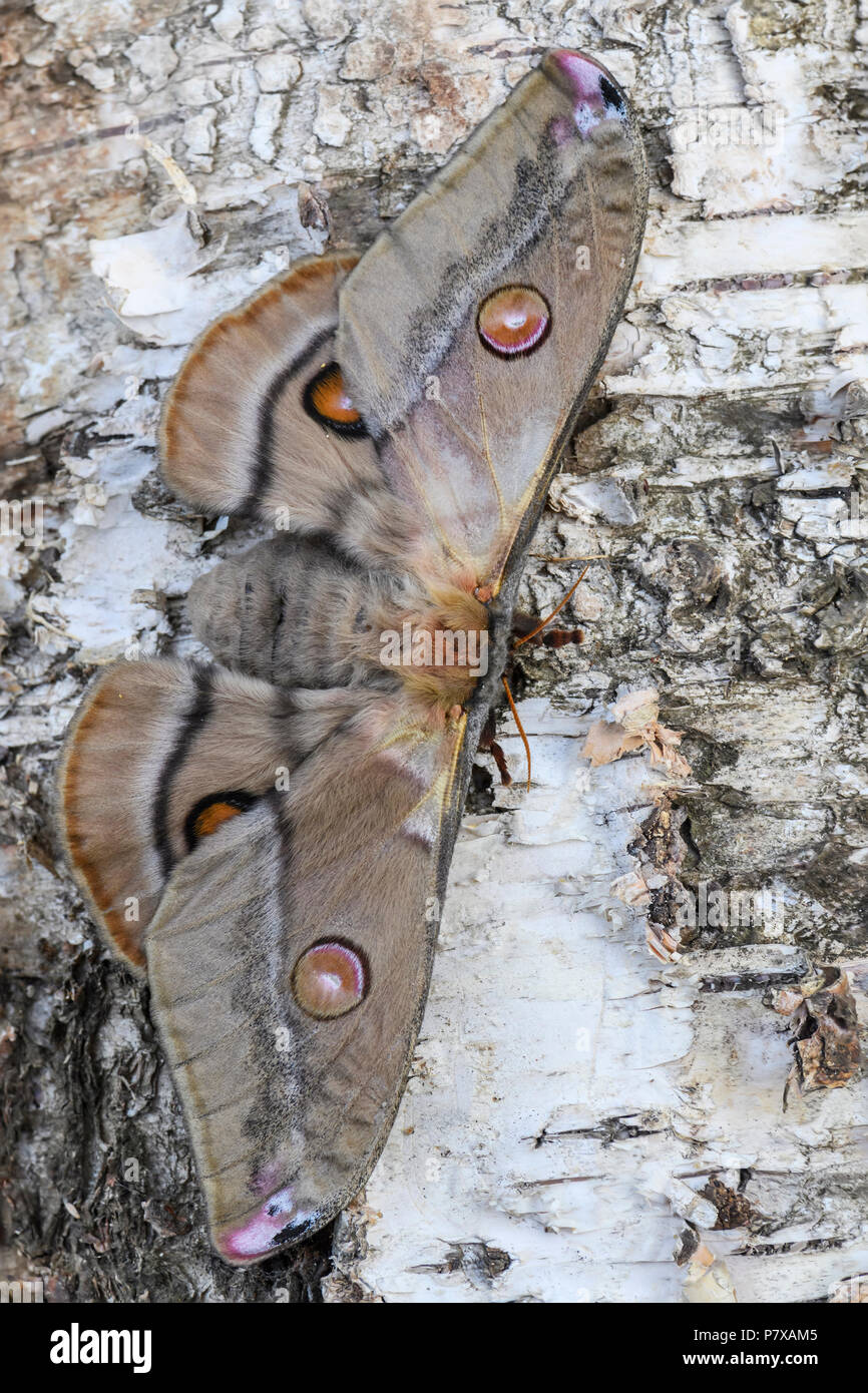 Kaiser Kaugummi Motten Opodiphthera Eukalypten, schöne große Motte aus dem Australischen Wälder. Stockfoto