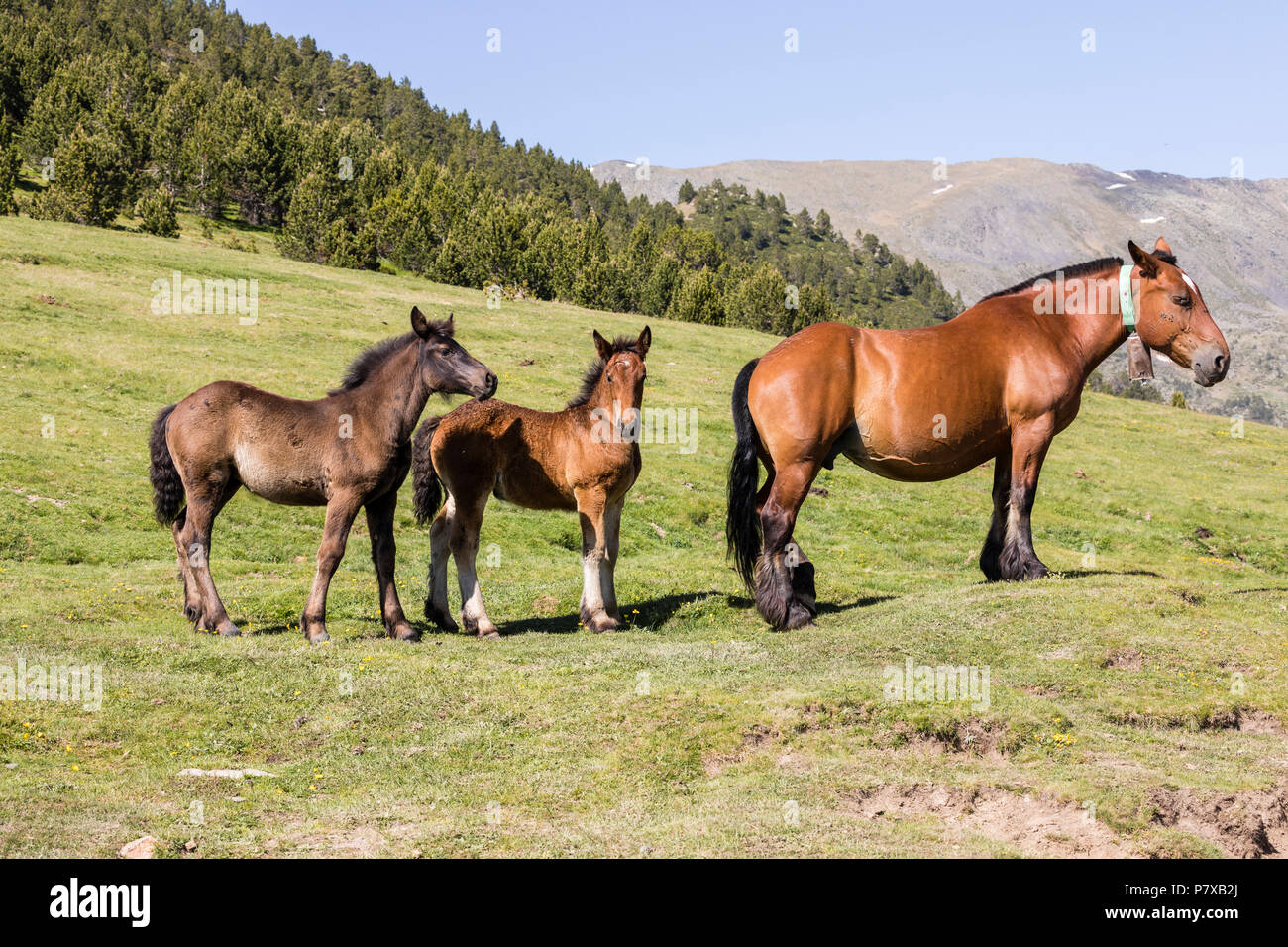 Drei Pferde stehen auf der Wiese, die Pyrenäen, Andorra Stockfoto