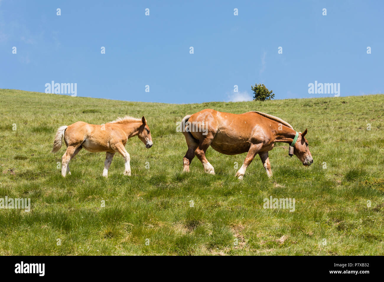 Eine Stute und Ihr Fohlen zu Fuß über eine Wiese, die Pyrenäen, Andorra Stockfoto