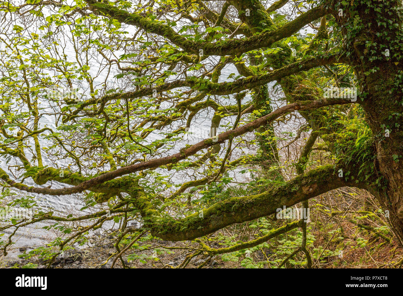 Alten Platanen mit Zweigen bedeckt mit Moos und Farnen auf Felsen außerhalb Tobermory; Isle of Mull; Gemeinden; Schottland; VEREINIGTES KÖNIGREICH Stockfoto