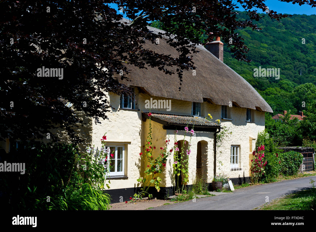 Reetdachhaus, Bossington, Exmoor, Somerset Stockfoto