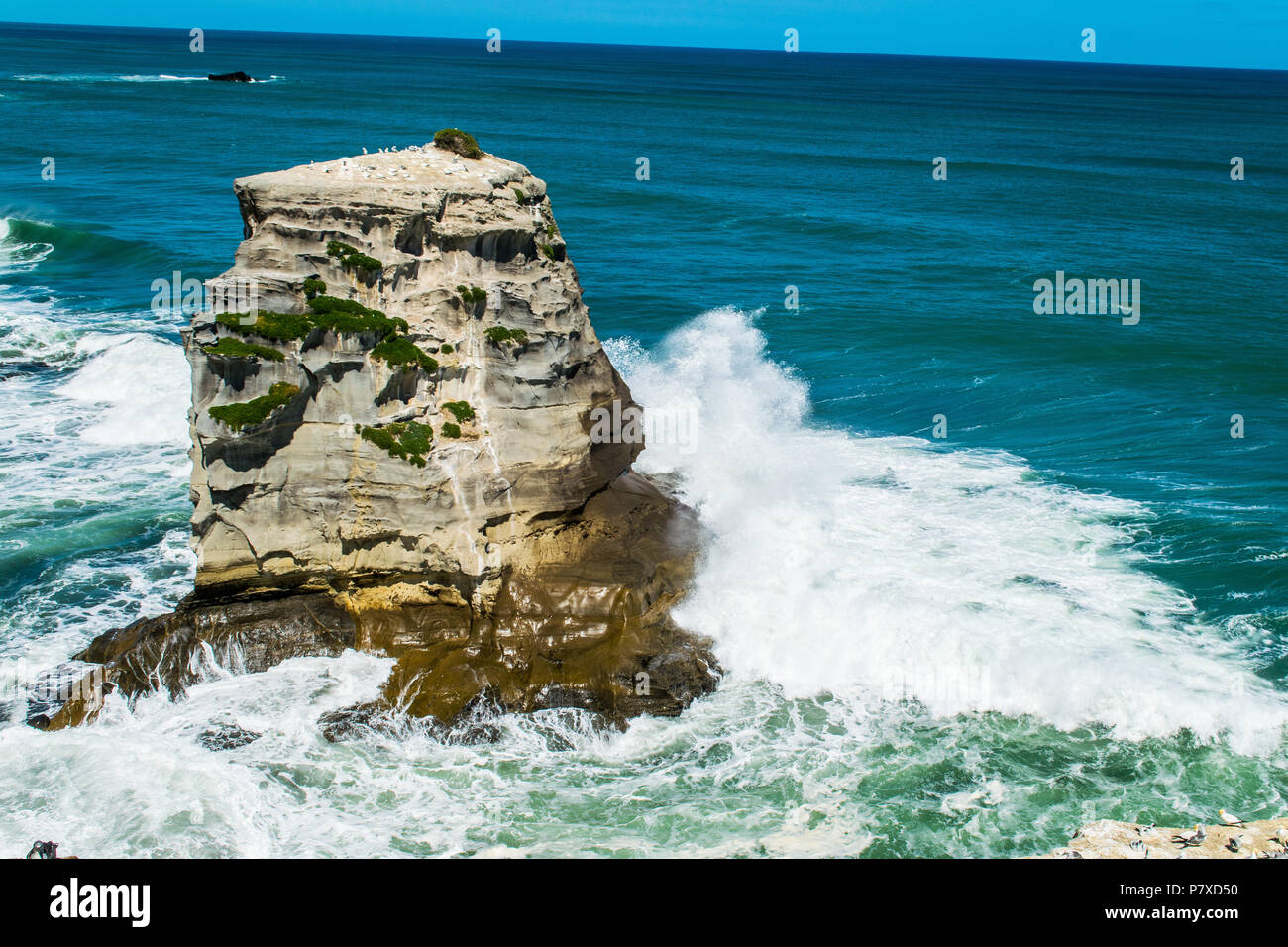 Wave stürzt in Felsvorsprung in gannet Kolonie Stockfoto