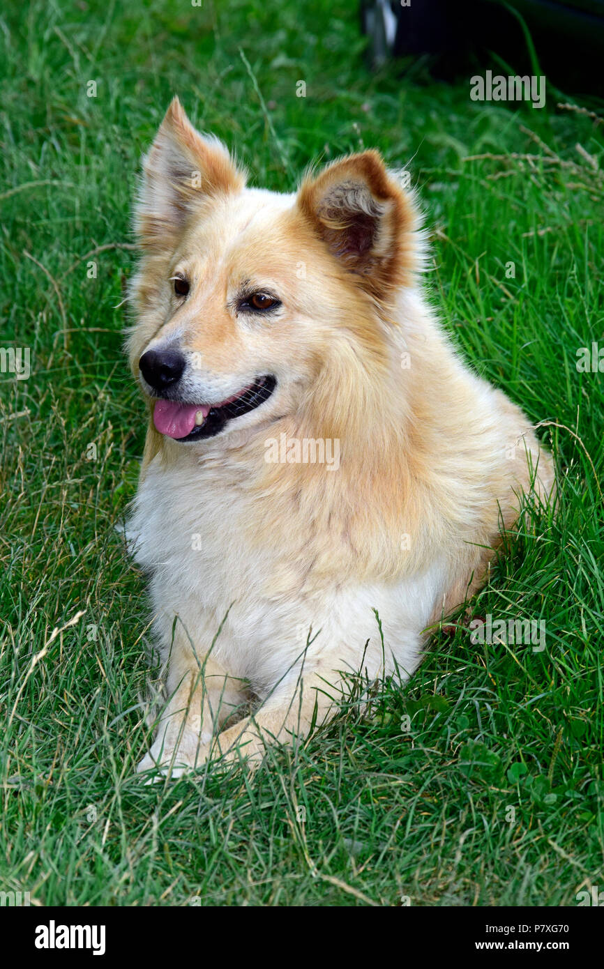 Rusty weißer Hund lain auf grünen Rasen, beobachten mit großer Neugier Stockfoto