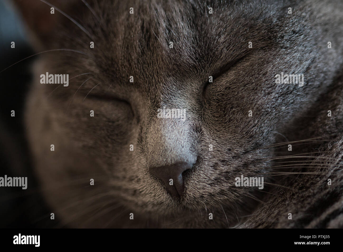 Porträt einer schlafenden grauen Katze Stockfoto