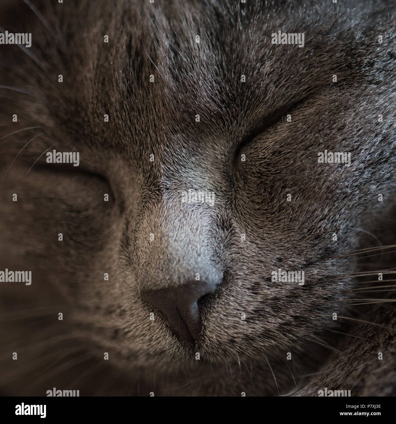 Porträt einer schlafenden grauen Katze Stockfoto