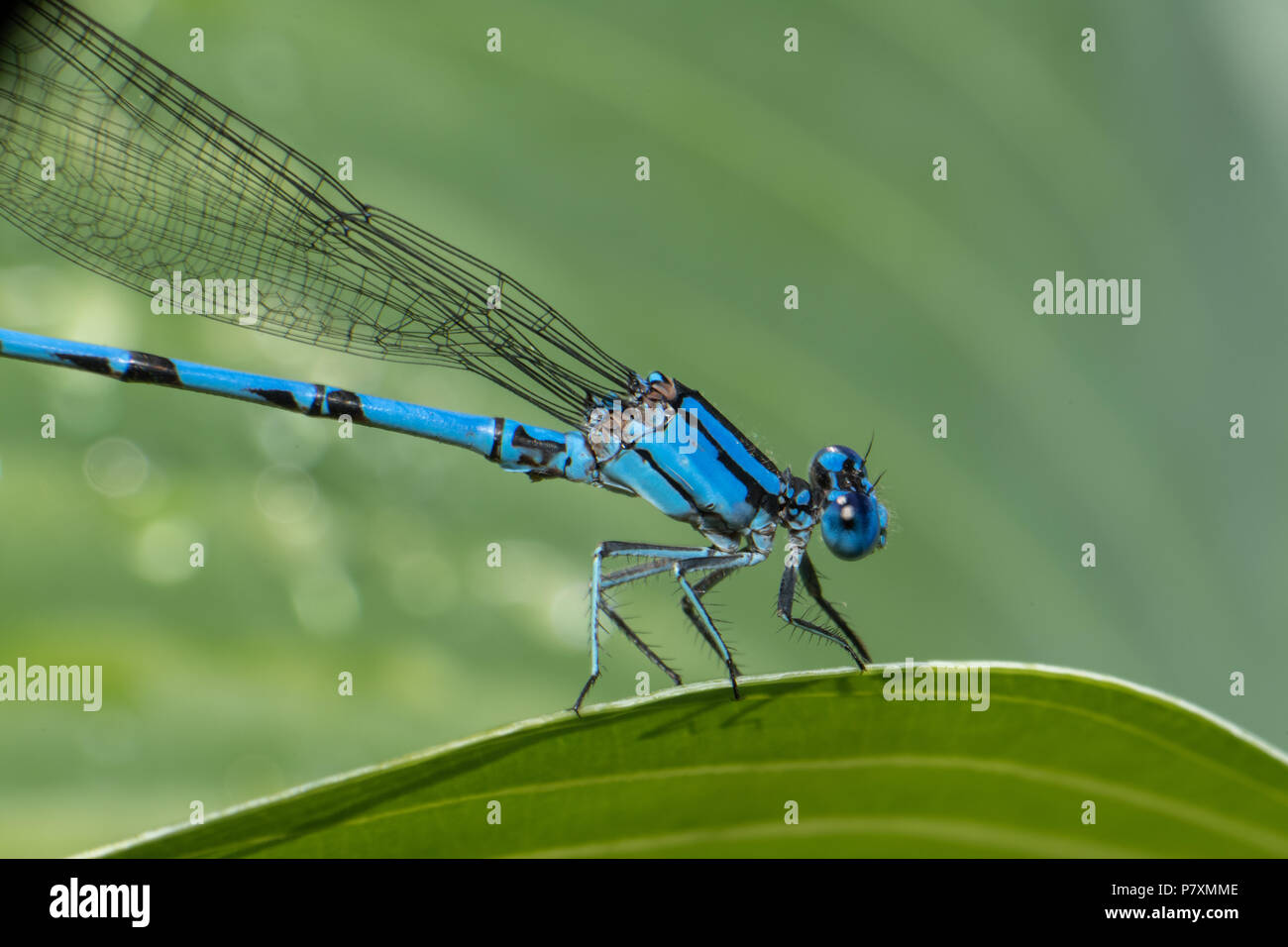 Insekten in den Garten Stockfoto