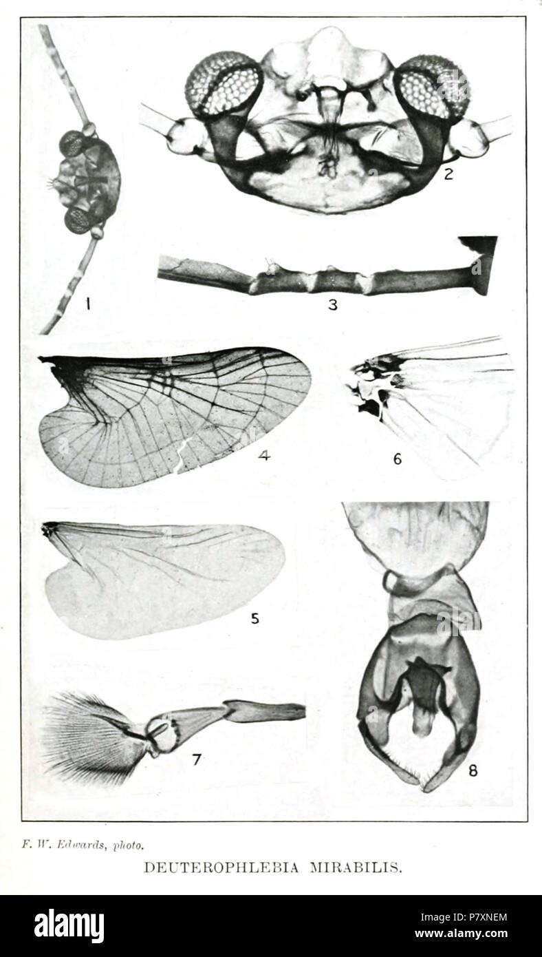 Deuterophlebia mirabilis Abb. 1 Kopf und Grundlagen der Antennen x30, Balsam montieren. Abb. 2 Kopf von unten angezeigt Mundöffnung x80. Abb. 3 Basis der flagellum von Antennen mit Erweiterungen auf den ersten drei Segmente. Abb. 4 Flügel montiert Trocken x 5. Zeigt die Anordnung der Falten (Costa leicht unter zur Basis hin gefaltet). Abb. 5 Flügel montiert in Balsam x 9. Zeigen Spuren von echter Aderung (die scheinbare Unterscheidung von Sc- und R ist zum Teil aufgrund dieser Region nicht ganz flach) Abb. 6 Basis des Wing x 30. Angezeigt sclerites der Anlage. Abb. 7 Tipp von Tarsus x 180. angezeigt Klaue und empodium. Abb. 8 Tipp von ab Stockfoto