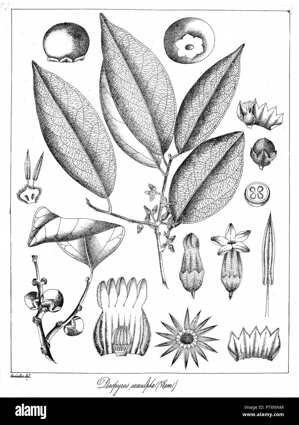 Diospyros exsculpta. 1873 133 Diospyros exsculpta Govindoo Stockfoto