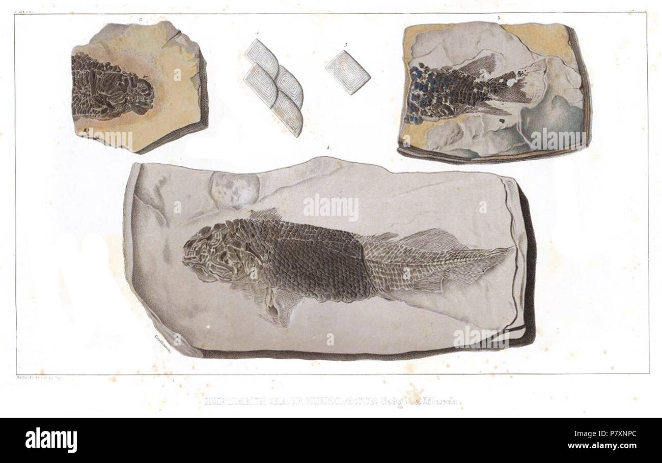 Dipterus macrolepidotus. Zwischen 1833 und 1845 134 DipterusMacrolepidotusAgassiz Stockfoto