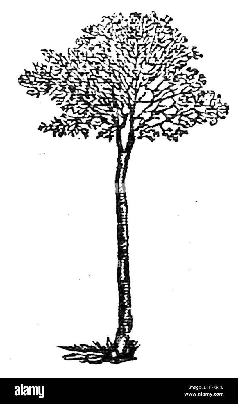 . Diario di un privilegiato Sotto il fascismo. Italiano: Leo Ferrero, Diario di un privilegiato Sotto il fascismo, Chiantore, Turin, 1946. N/A 158 Ferrero - diario di un privilegiato, Chiantore, 1946 (Seite 7) Stockfoto