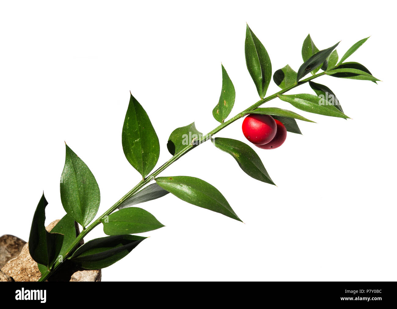 Grün Zweig des Buthers - Besen (Ruscus aculeatus) falsche Blätter mit zwei roten Beeren/Obst gegen einen weißen Hintergrund. Parque Natural da Arrábida Stockfoto